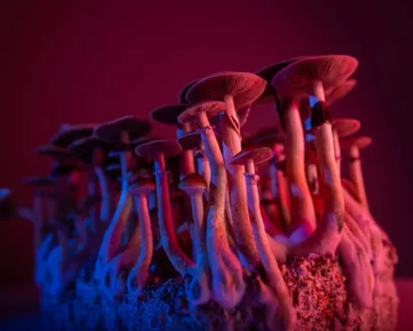 On Drugs by Justin Smith-Ruiu: An Intellectual Guide into Consciousness Expanders